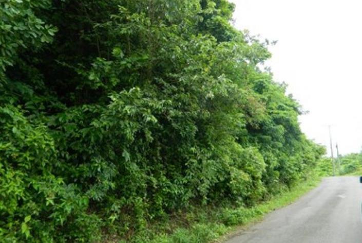 Image No.2-Land for sale