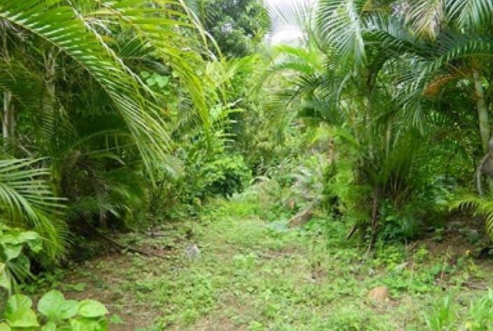 Image No.1-Land for sale