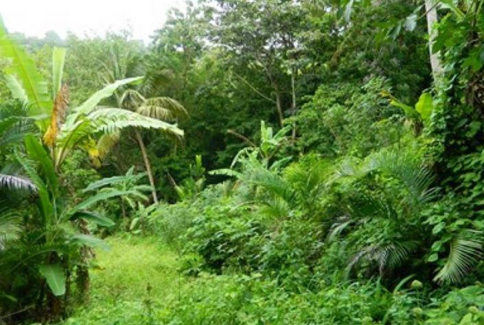 Image No.2-Land for sale