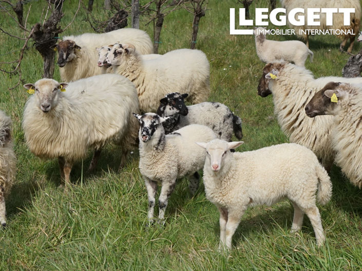 Image No.10-Commercial à vendre à Castelviel