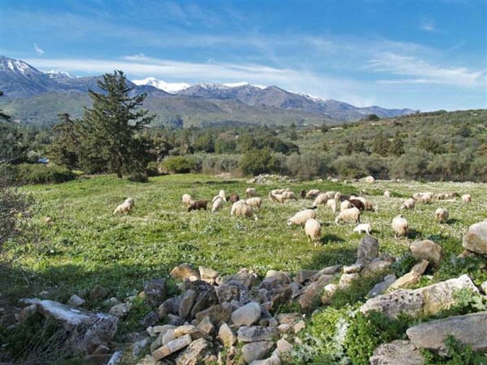 Image No.1-Plot for sale