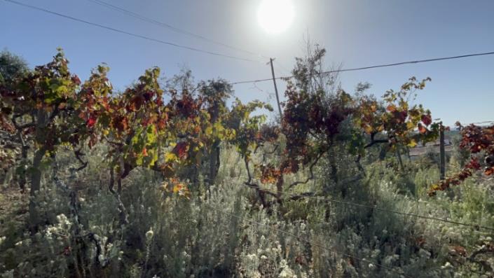 Image No.7-Plot for sale