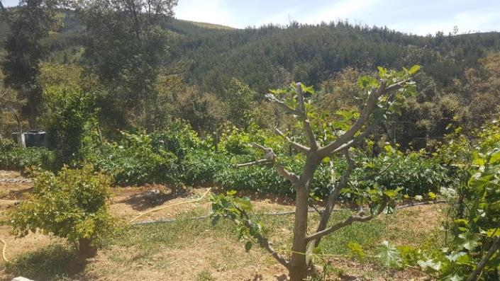 Image No.15-2 Bed Plot for sale