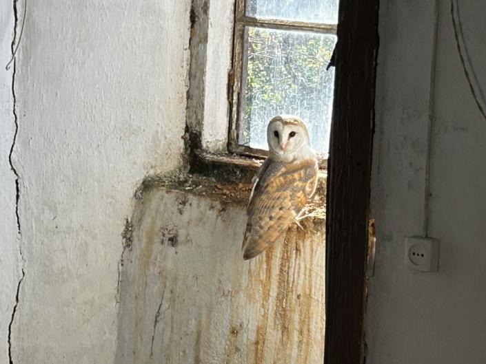 Image No.6-4 Bed Country House for sale