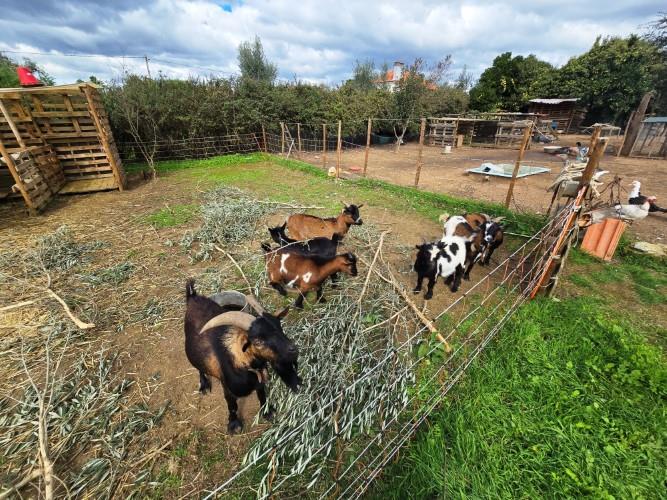 Image No.13-Farmhouse for sale