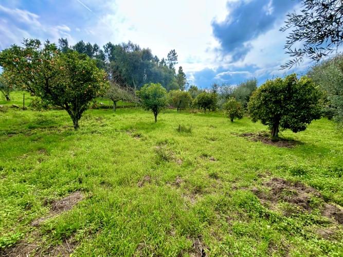 Image No.3-Terrain à vendre à Pedrógão Grande