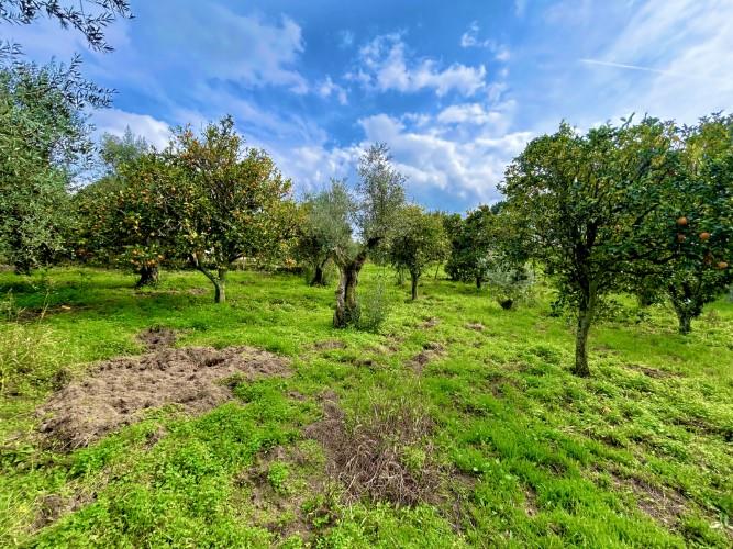 Image No.4-Terrain à vendre à Pedrógão Grande