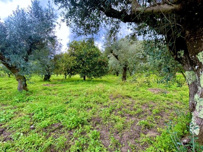 Image No.5-Terrain à vendre à Pedrógão Grande