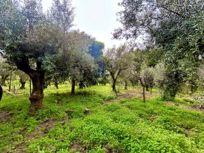 Image No.6-Terrain à vendre à Pedrógão Grande