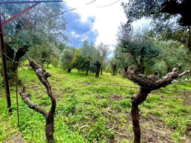 Image No.7-Terrain à vendre à Pedrógão Grande