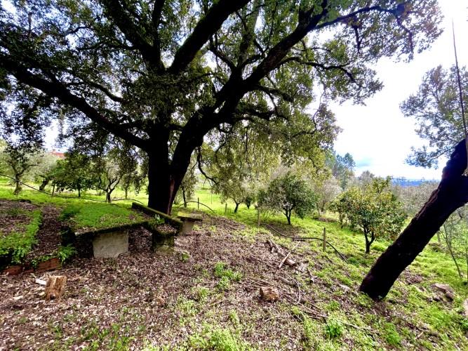 Image No.8-Terrain à vendre à Pedrógão Grande