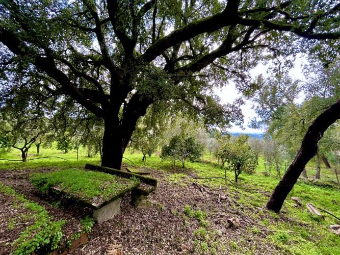 Image No.9-Terrain à vendre à Pedrógão Grande