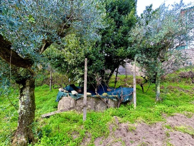 Image No.10-Terrain à vendre à Pedrógão Grande