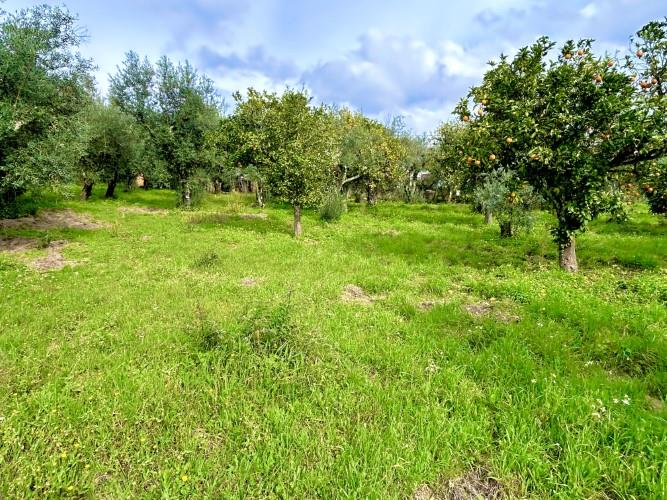 Image No.11-Terrain à vendre à Pedrógão Grande