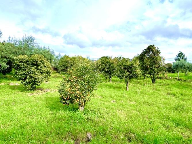 Image No.12-Terrain à vendre à Pedrógão Grande