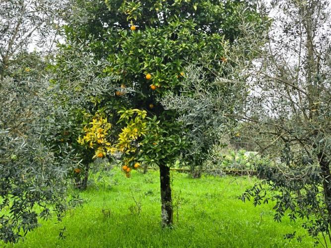 Image No.19-Country House for sale