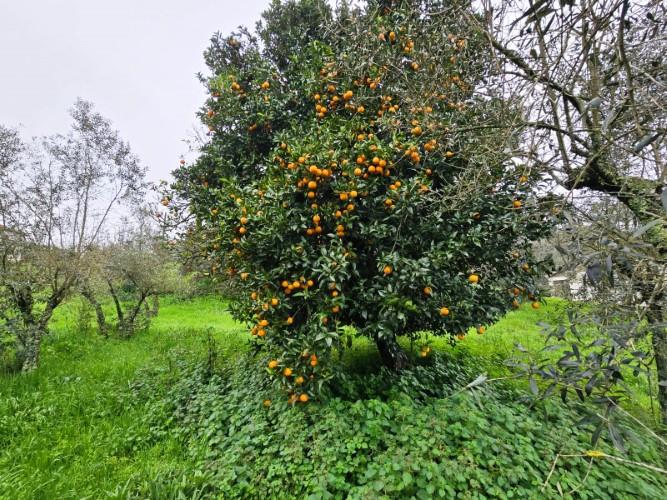 Image No.24-Country House for sale