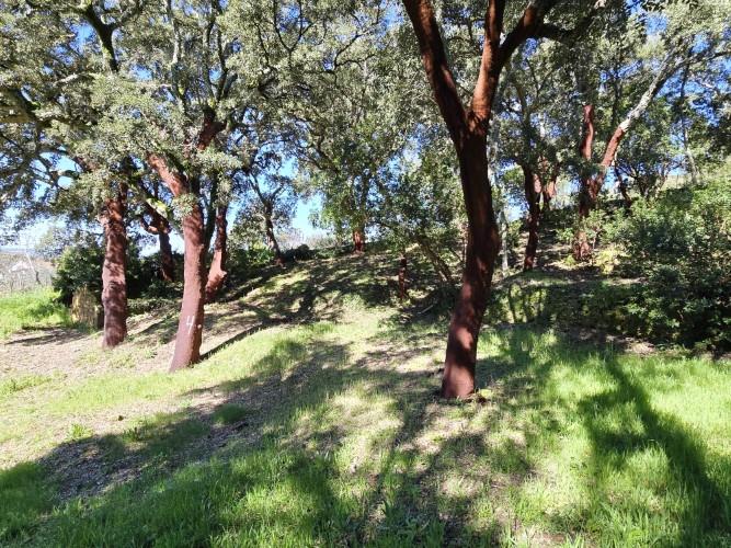 Image No.20-Plot for sale