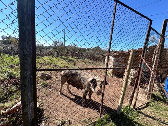 Image No.38-4 Bed Farmhouse for sale