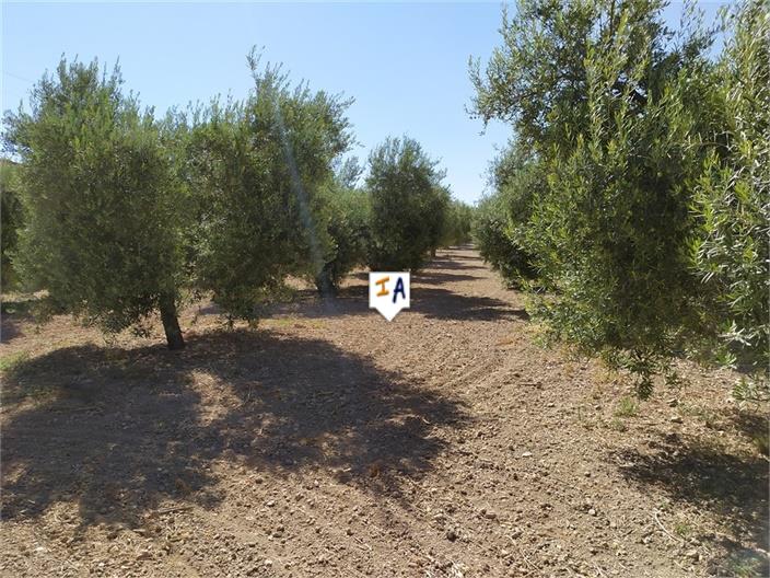 Image No.13-3 Bed House for sale