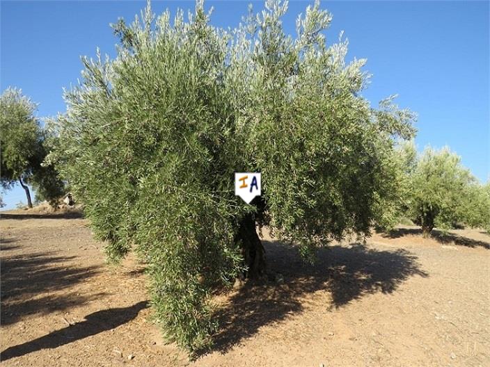 Image No.3-Land for sale