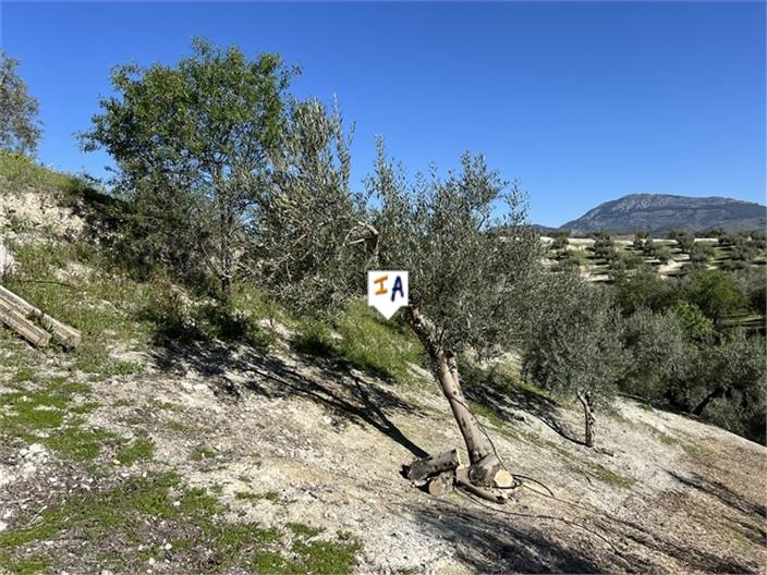 Image No.10-5 Bed Farmhouse for sale