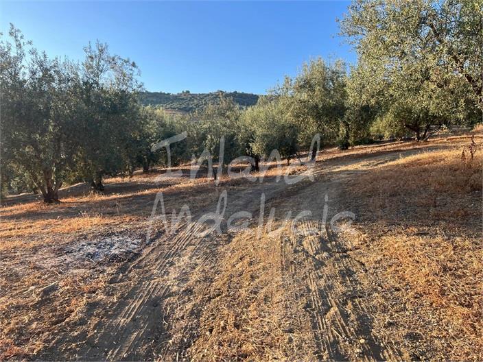 Image No.8-Land for sale