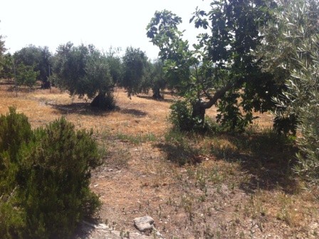 Image No.3-Bungalow de 4 chambres à vendre à San Jose de la Rabita