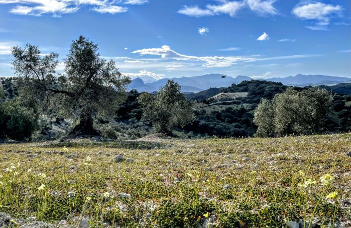 Image No.34-6 Bed Finca for sale