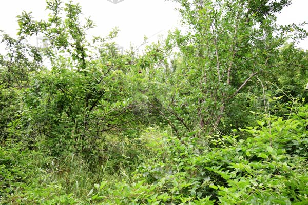 Image No.2-Property for sale