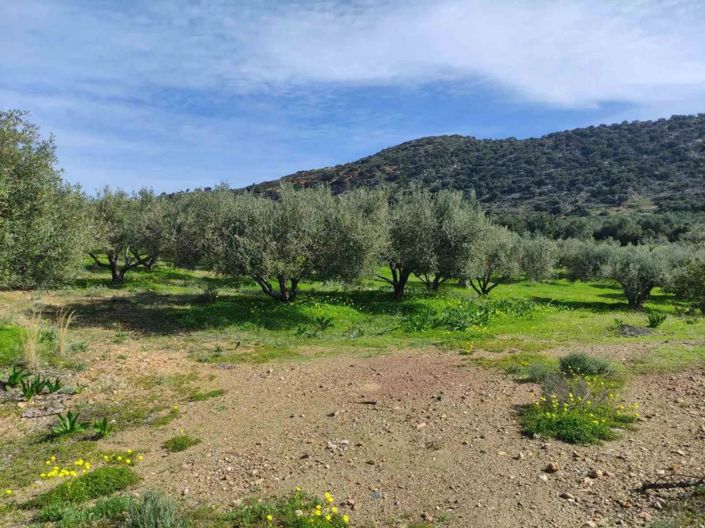 Image No.2-Plot for sale