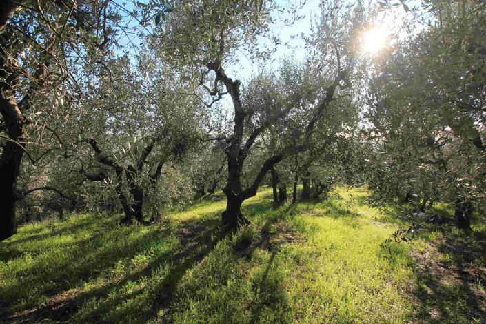 Image No.14-5 Bed Property for sale