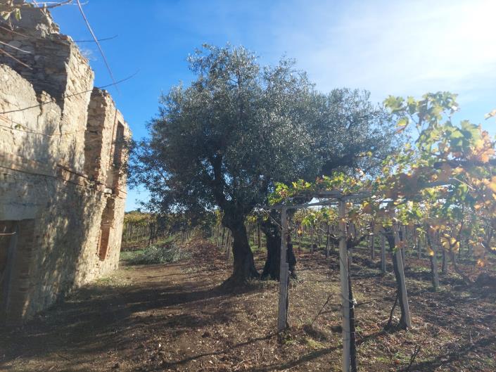 Image No.14-Plot for sale