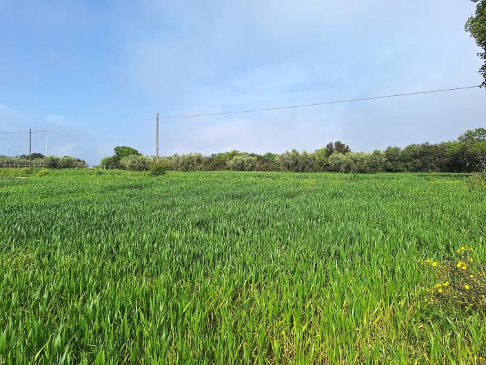 Image No.3-Plot for sale