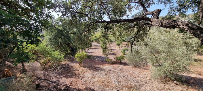 Image No.5-2 Bed Villa for sale