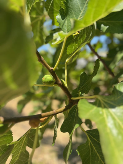 Image No.27-3 Bed Villa for sale