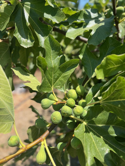 Image No.28-3 Bed Villa for sale