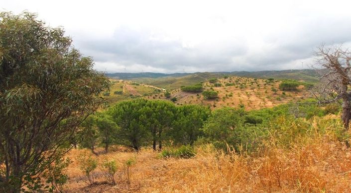 Image No.2-Plot for sale