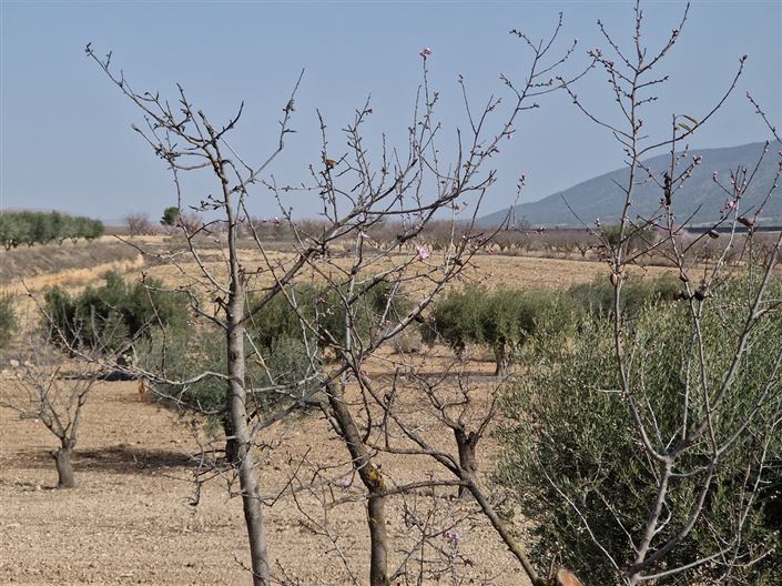 Image No.5-3 Bed Cottage for sale