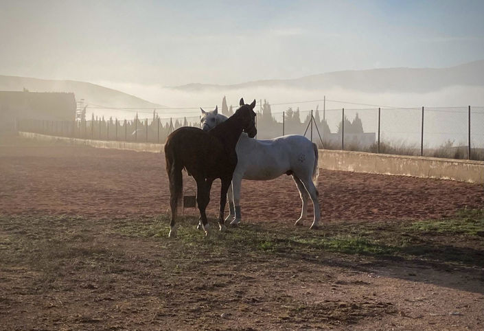 Image No.4-3 Bed Villa for sale