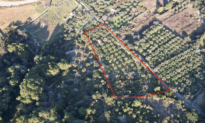 Image No.1-Vineyard for sale