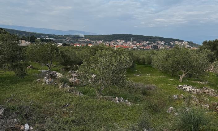 Image No.3-Vineyard for sale