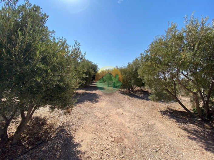 Image No.20-3 Bed Finca for sale