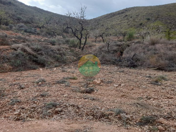 morplot-6824759b8ce11