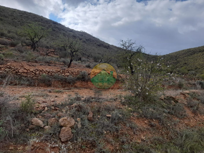 Image No.5-Finca for sale