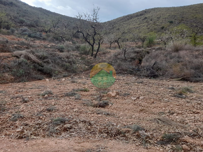 Image No.6-Finca for sale