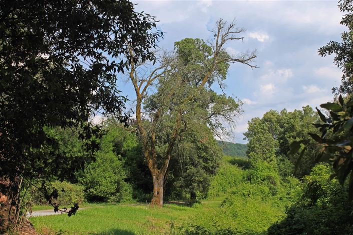 Image No.22-15 Bed Villa for sale