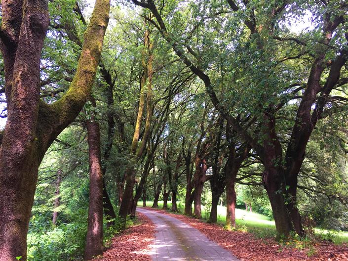 Image No.5-15 Bed Villa for sale