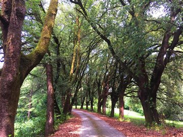 618e58aa-c2e0-c0c5-0bcd-f00332d52472