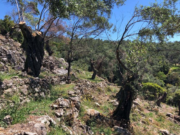 Image No.7-Land for sale